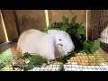 Rabbits are very vulnerable, don’t make these mistakes
