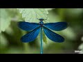 Dragon Fly - The Invisibles