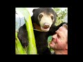 Zoologically Explained: Bears