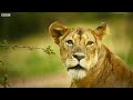 Kali The Lioness Finds Her Dead Cub | Serengeti II | BBC Earth
