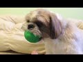 15 Sure Signs Your Shih Tzu Hates You But You Don't Know