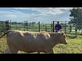 Working Facility Considerations & Principles of Cattle Handling – Beef Brunch Educational Series