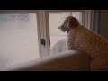 handheld a dog watches out a window on a couch waiting for its owners to return
