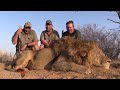 Camping with Lions - Part 2 - Hunting lions on foot