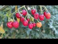 Paskvica / Solanum Dulcamara