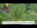 ULOTKOMBOL Plant  for Menstrual Disorders // Abroma Augusta