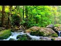 GREAT RELAXING MUSIC WITH BEAUTIFUL NATURAL SCENERY ✨ RELAXING PIANO MUSIC