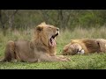 Big Cats 4K - Spectacular Scenes of Big Cats In Wild Nature | Scenic Relaxation Film