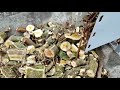 Wood chipper Tepes 8 for tractor in work | Gratinskiy Tools