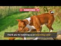 Basenji  - Must Know Facts for the Owner