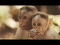 India Wildlife In 4K - Amazing Scenes Of India's Animals | Scenic Relaxation Film