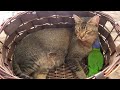 Bird and cat hiding in basket