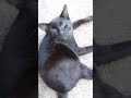 black cat has a white spot