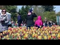 Skagit Valley Tulip Festival 2024  |   RoozenGaarde in Mount Vernon, Washington