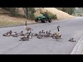 Canada Geese staging a sit-down strike in Laguna Niguel Regional Park