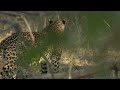 Leopards Vs Hyenas: The Fight For Survival In The Okavango Delta | Leopard Documentary