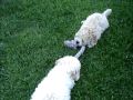 Cute puppies playing tug of war