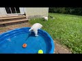 Puppy Swim!