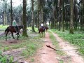8. Horse Riding Trail
