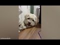 Dogs Doing Funny Things -  Best of December 2023