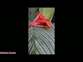 How To Grow And Care Canna lily Flower Plant Canna lily June July Care tips Propagation UrduHindi