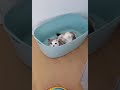 Funny animals - Funny cats / dogs - Funny animal videos 79