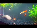 Breeding and Care of Guppies
