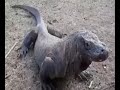 Amazon dragon*about-komodo vs- monkeys fighting video ---