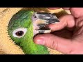 Paco the Parrot Beak Correction (Original Full Video)