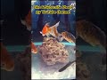 Shubunkin Gold fish | Goldfish variety | Shubunkin fish | Fantail | #fish #aquarium #goldfish #pets