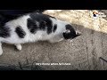 Stray Cat Waits For This Guy At Work Every Morning For 2 Years | The Dodo Cat Crazy