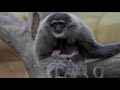 Silvery Gibbon Born at Chester Zoo