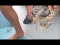 Plastic Straw Removed From A Sea Turtle's Nostril (Short Version)