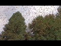 El Vuelo de las Monarca (Flight of the Butterflies) Spanish Theatrical Trailer