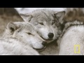 Jim & Jamie Dutcher: The Hidden Life of Wolves | Nat Geo Live