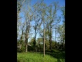 Trees and Sky_RVP__0001.wmv