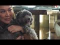 Meet Karen Davila’s adorable Havanese dogs | Pampered Pets