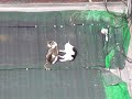 Rooftop cats flirting