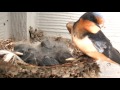 Barn Swallow Babies - Day 5