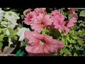 Petunia Flower Plant April Care || How To Care Petunia Flower In Summer || Fertilizer Urdu/Hindi