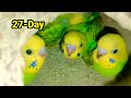 8 Baby Parrot  growth Day 1 to 30 Days| Budgies Growth Stage|First 30 days or baby Timelapse