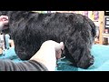 How to Do a Pet Scottie Trim | with Master Groomer