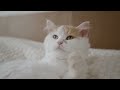 Cats Music Stress Relief & Anxiety Relief ♬ Deep Soothing Music for Anxious, ill and Stressed Cats!