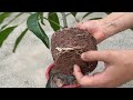 Good mango tree propagation techniques use purple onions as a rooting stimulant