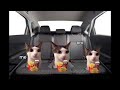 Trip to France CAT MEMES COMPILATION