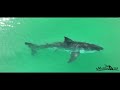 Great White Shark Strikes at Fish Near Surfers/Pelican Spooks Another