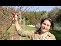 Pruning Fruit Trees   The Basics  Step Three   The Branches