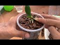 How to propagate orchids from flower branches faster than ever