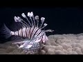The Underwater Wonderland of Australia | Free Documentary Nature
