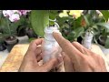 Very Effective Way To Quickly Recover A Rootless Orchid